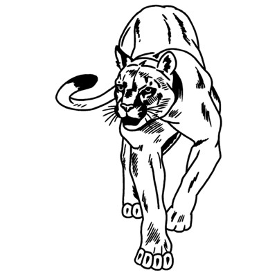 Cougar